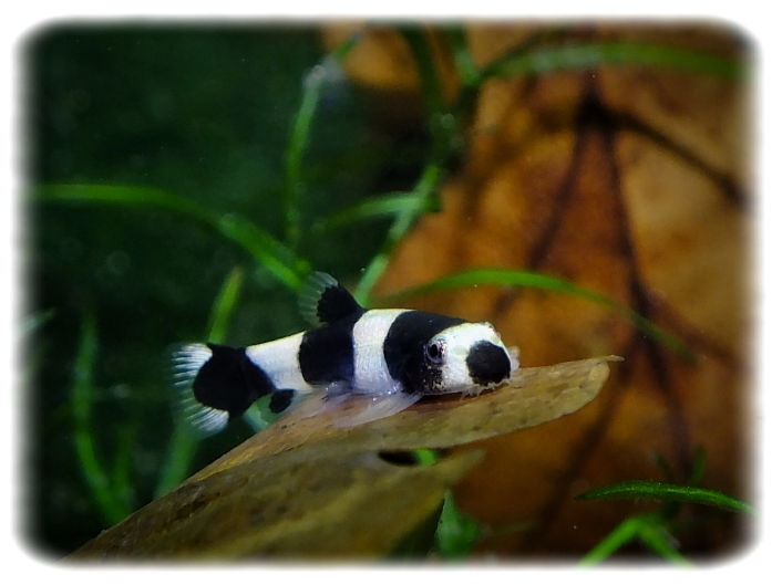 Pandaschmerle- Panda Bergbachschmerle  -  Yaoshania pachychilus